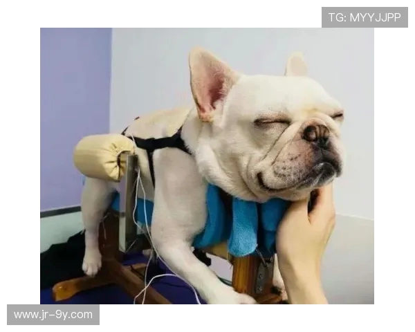 爆笑狗狗花式踢足球合集，萌态百出笑翻全场瞬间集锦大放送精彩片